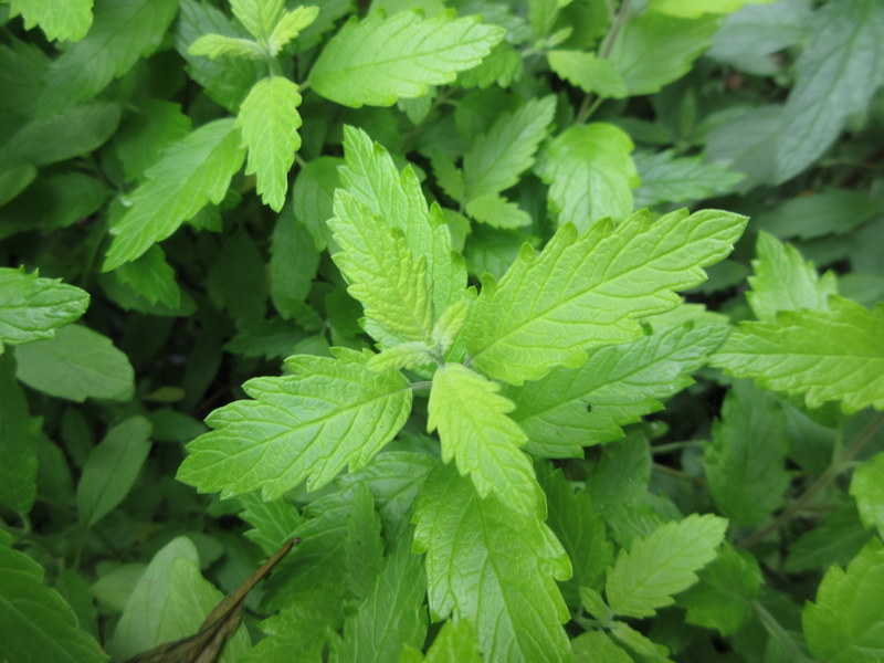 CARYOPTERIS  INCANA  SUNSHINE  BLUE 13-07-2022 13-04-21.JPG