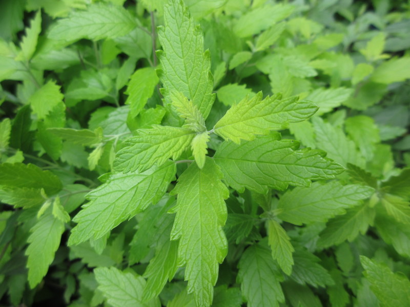 CARYOPTERIS  INCANA  SUNSHINE  BLUE 13-07-2022 13-05-40.JPG