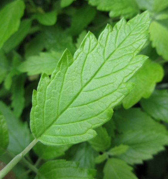 CARYOPTERIS  INCANA  SUNSHINE  BLUE 13-07-2022 13-05-49.JPG