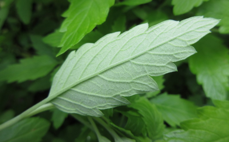 CARYOPTERIS  INCANA  SUNSHINE  BLUE 13-07-2022 13-06-02.JPG