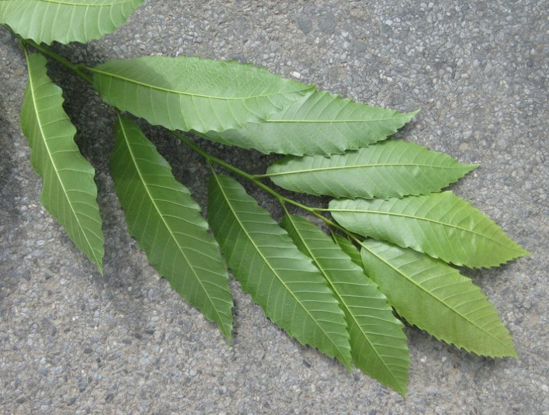 CASTANEA  SATIVA  SWEET  CHESTNUT 0 16-08-2021 15-08-015.JPG