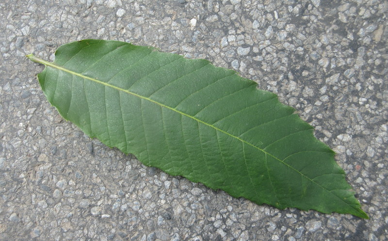 CASTANEA  SATIVA  SWEET  CHESTNUT 0 16-08-2021 15-08-36.JPG