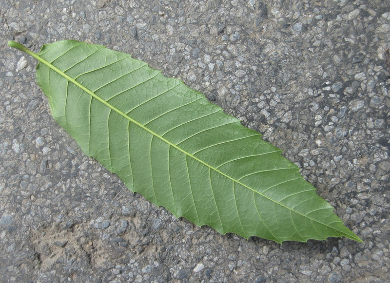 CASTANEA  SATIVA  SWEET  CHESTNUT 0 16-08-2021 15-08-55.JPG