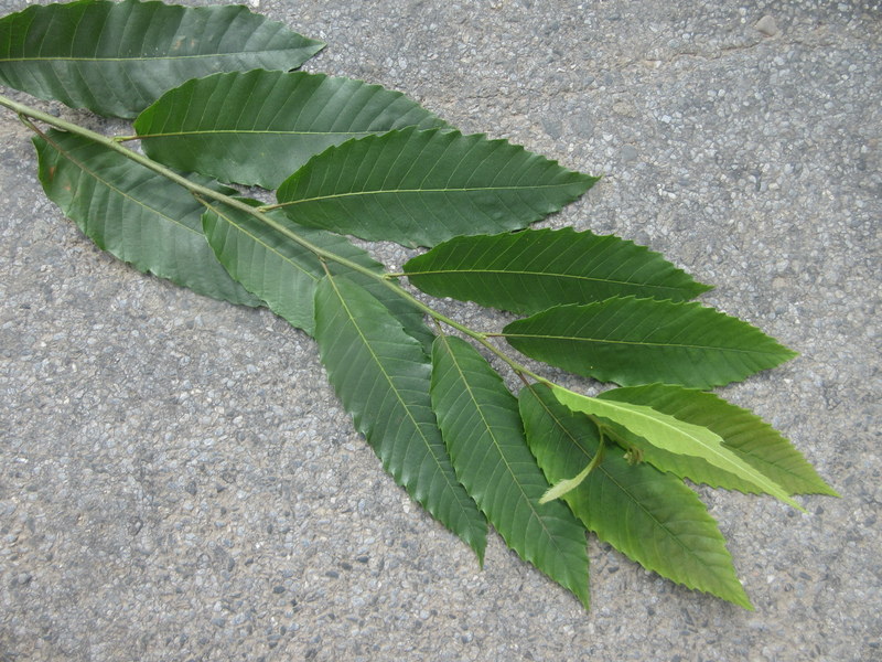 CASTANEA  SATIVA  SWEET  CHESTNUT  16-08-2021 15-07-057.JPG