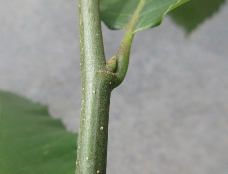 CASTANEA  SATIVA  SWEET  CHESTNUT  16-08-2021 15-07-39.JPG