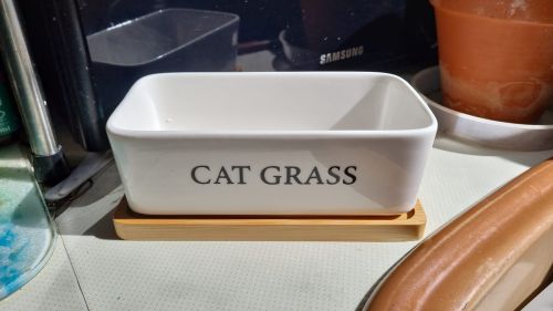 Cat Grass.jpg