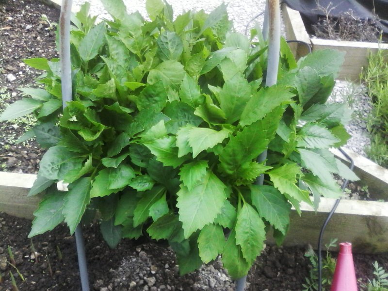 Cat litter under compost.jpg