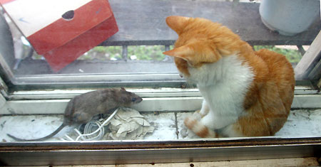Cat & Rat 1.jpg