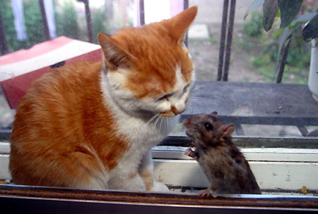 cat & Rat2.jpg