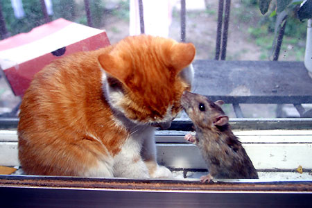 Cat & Rat3.jpg