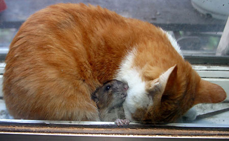 Cat & Rat5.jpg