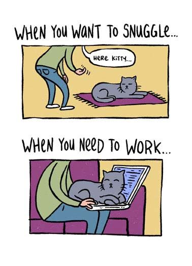 Cat Work.jpg