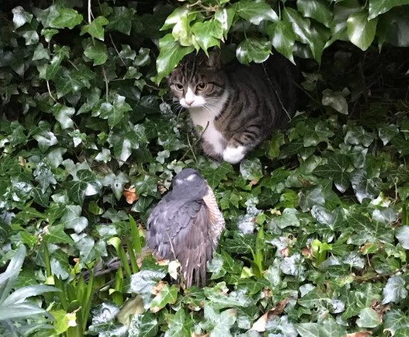 cat1Screenshot 2021-03-06 174250.jpg