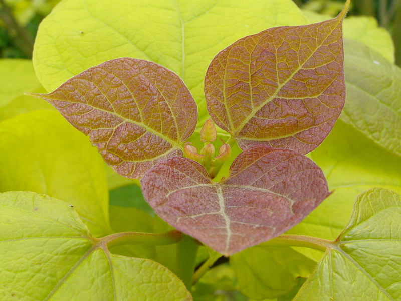 CATALPA  BIGNONIOIDES  AUREA 06-06-2008 15-54-35.JPG