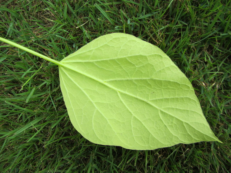 CATALPA  BIGNONIOIDES  AUREA 06-06-2010 11-44-16.JPG