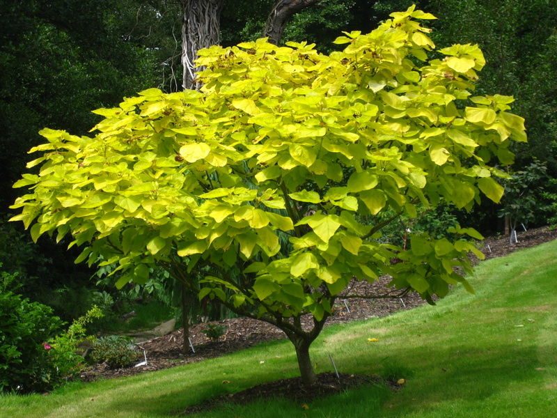 CATALPA  BIGNONIOIDES  AUREA 20-07-2008 13-07-18.JPG