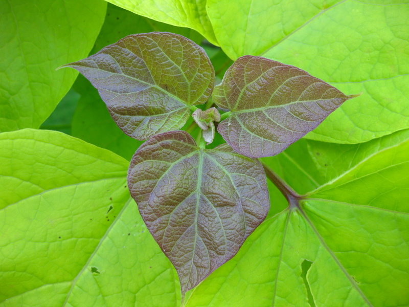CATALPA  BIGNONIOIDES  AUREA 24-06-2009 20-55-13.JPG