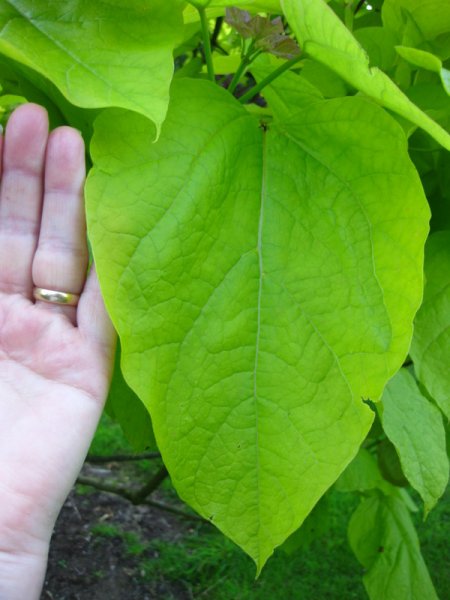 CATALPA  BIGNONIOIDES  AUREA 24-06-2009 20-55-49.JPG