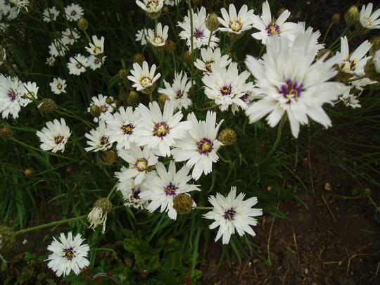 catanache bi\'colour.jpg