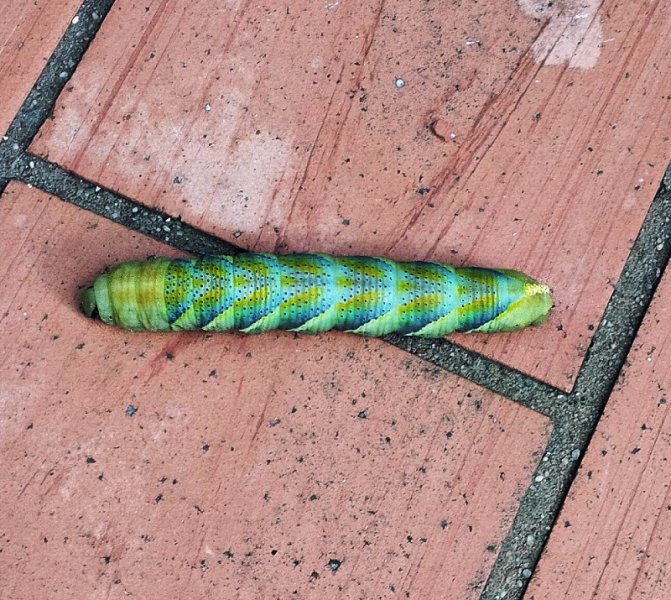 Catemilla3 17 Nov 25.jpg