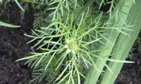 catherine 25-07-2018 09-17-45.jpeg