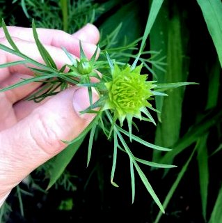 catherine trimmed 25-07-2018 19-03-31.jpeg