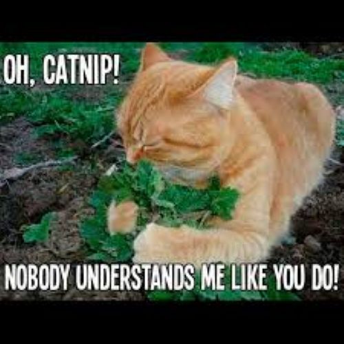 Catnip.jpg
