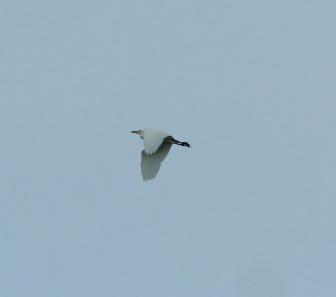 cattle egret 1.JPG