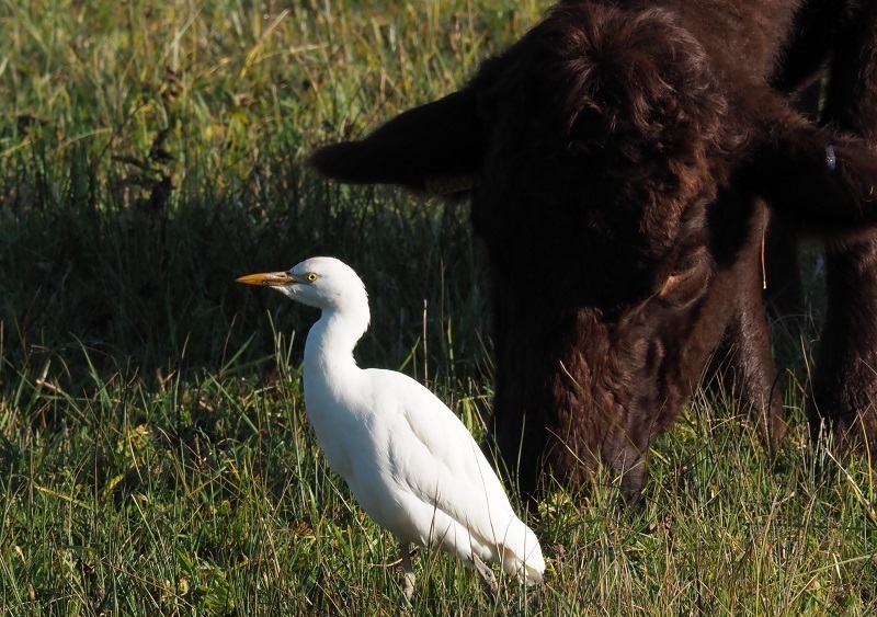cattle egret.jpg