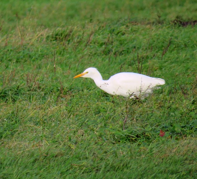 Cattle Egrets Holme farm  (14).JPG