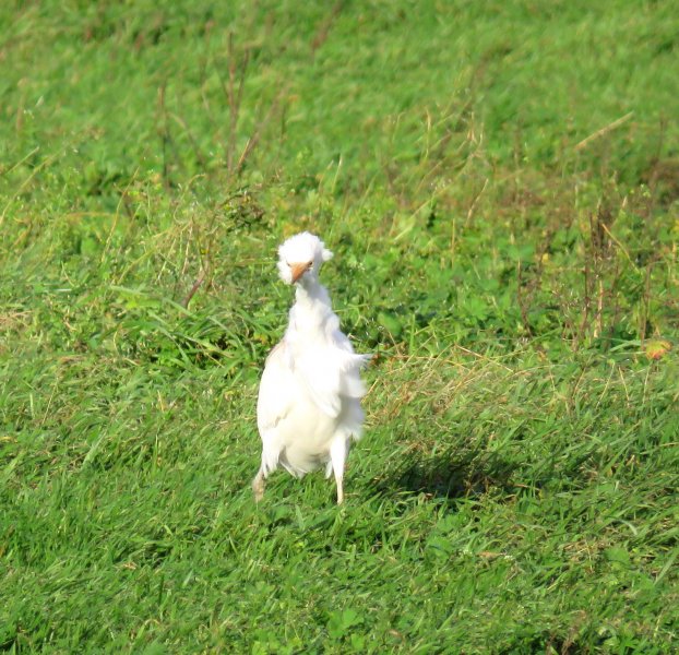 Cattle Egrets Holme farm  (15).JPG