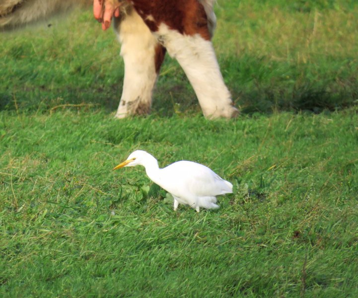 Cattle Egrets - Holme farm (2).JPG