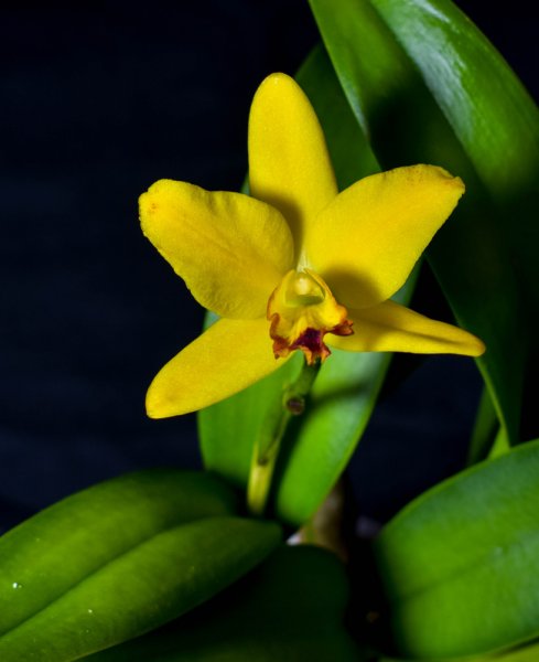 Cattleya Potinaria Love Love.jpg