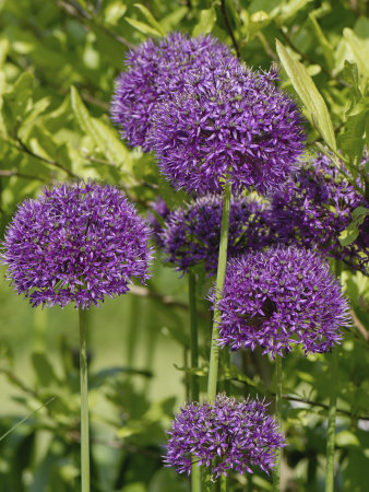 cattlin-nigel-allium-purple-sensation-flowers-on-ornamental-garden-plants.jpg