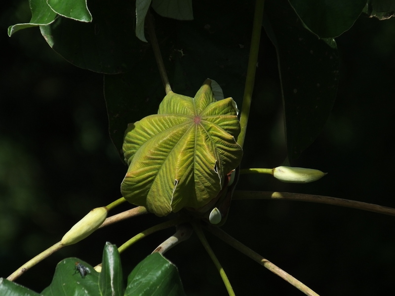 CECROPIA  PELTALTA 04-Jan-18 12-47-50 PM.JPG