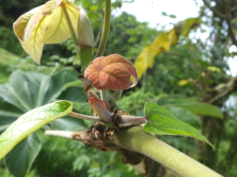 CECROPIA  PELTALTA 06-Jan-18 2-14-15 PM.JPG