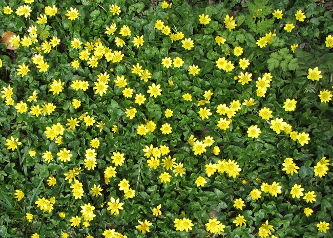 celandines.jpg