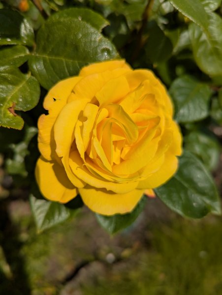 Celebration Rose.jpg