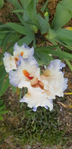 Celebration Song.jpg