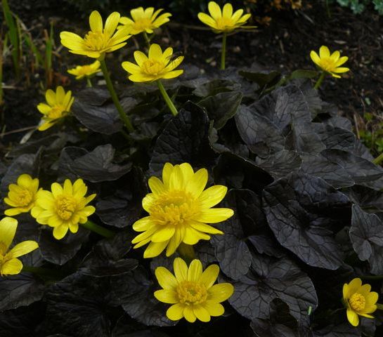 Celendine_Brazen Hussy.jpg