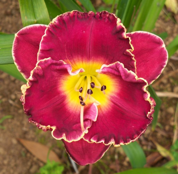 Celestial Empire x Bold Paint.JPG