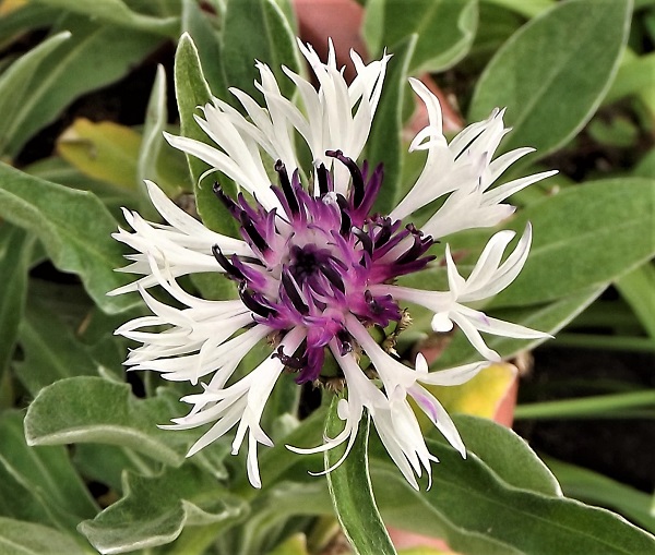 Centaurea montana Amethyst in Snow resized.jpg