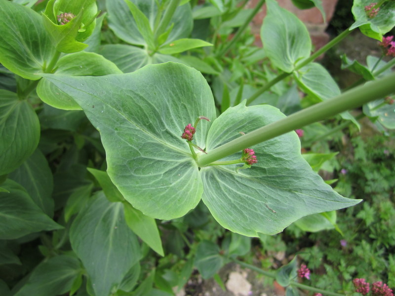CENTRANTHUS  RUBER 20-05-2013 11-41-18.JPG