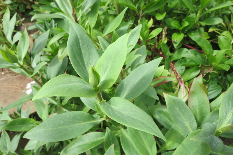 CENTRANTHUS  RUBER 22-03-2016 15-26-16.JPG