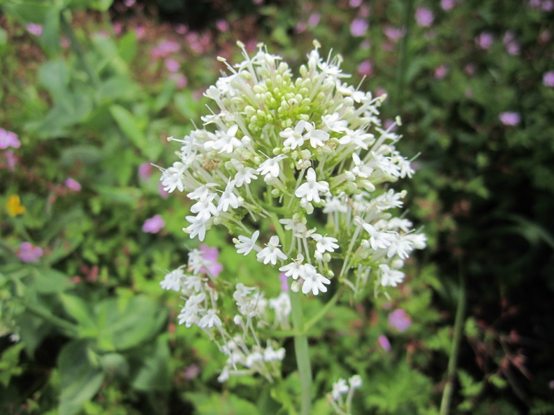 CENTRANTHUS  RUBER  ALBUS 17-06-2012 15-03-27.JPG