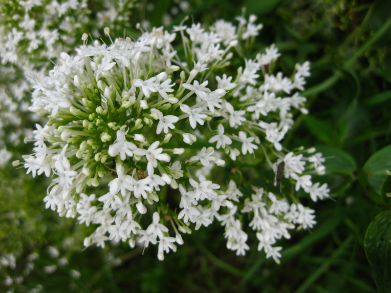 CENTRANTHUS  RUBER  ALBUS 27-06-2009 10-01-10.JPG