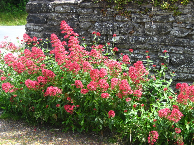 CENTRANTHUS  RUBER  COCCINEUS 30-06-2008 12-21-22.JPG