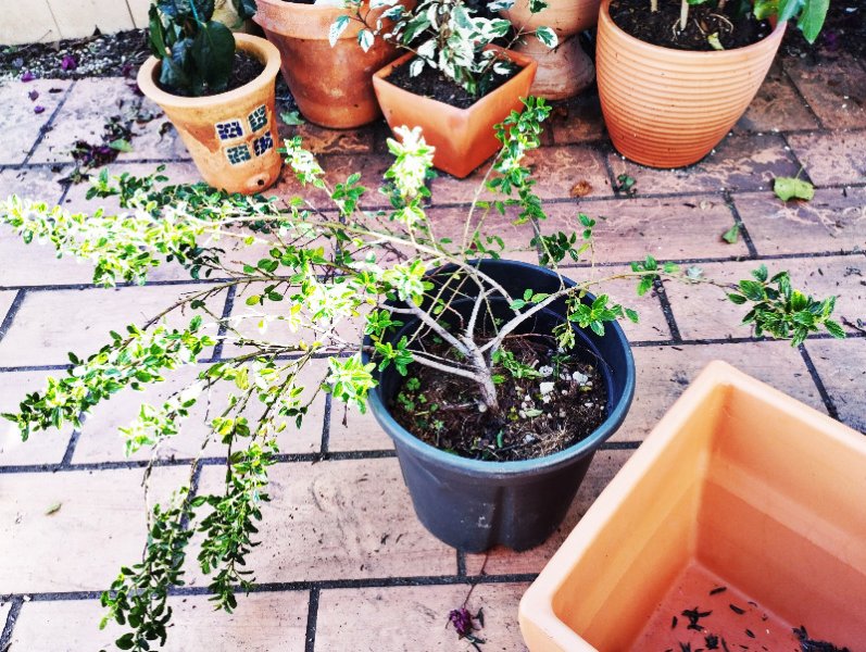 Ceoanthus Concga 1 26 Nov 25.jpg