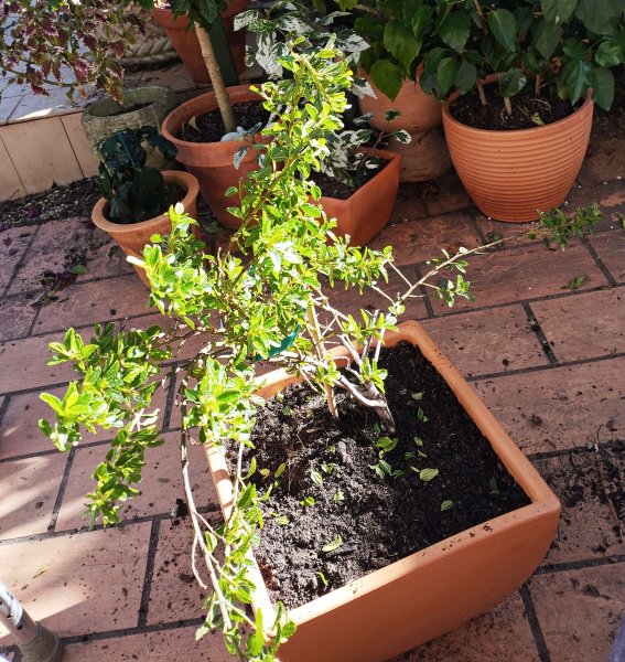 Ceoanthus Concha2 26 Nov 25.jpg