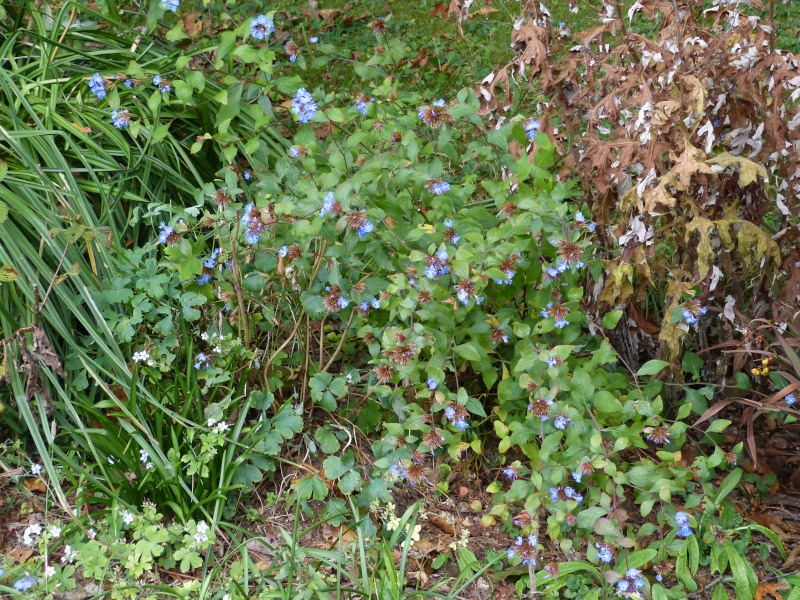 Ceratostigma willmottianum 1.JPG